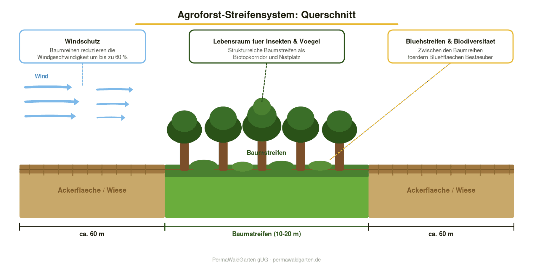 Schaubild: Querschnitt eines Agroforst-Streifensystems mit Baumstreifen zwischen zwei Ackerflächen, inkl. Windschutz, Lebensraum- und Blühstreifen-Effekten