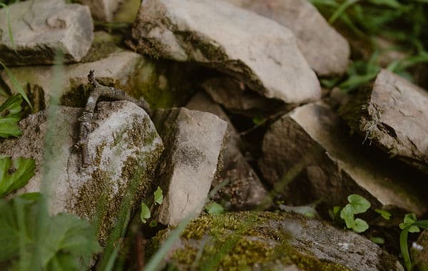 Heimische Pflanzen für Biodiversität