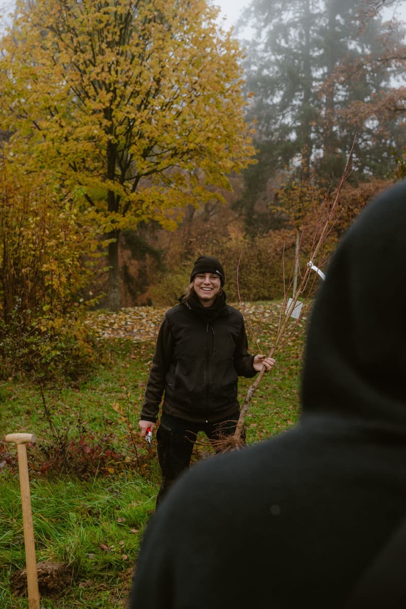 Pflanzung eines jungen Obstbaums im Herbst