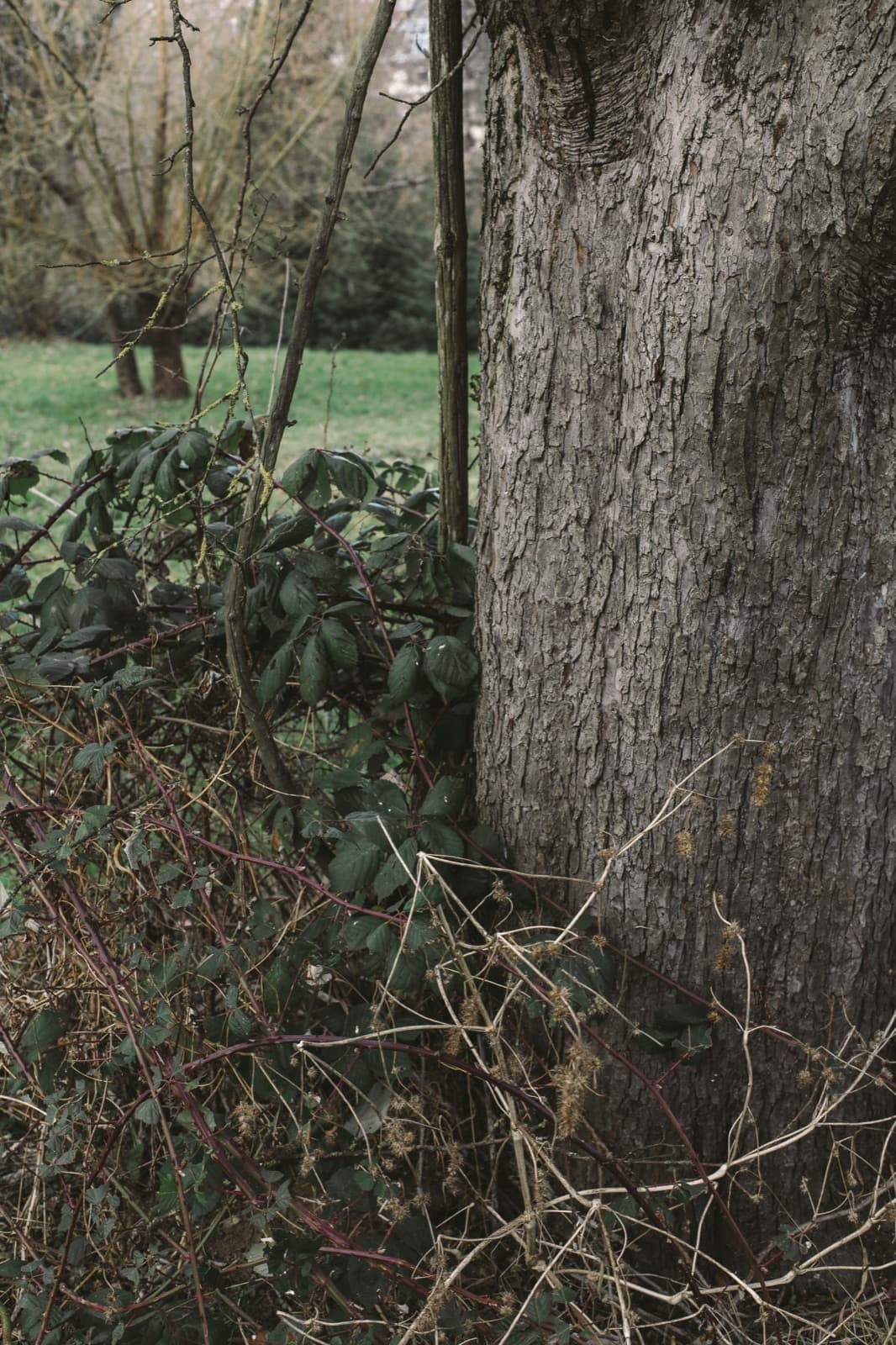 Nistkasten an einem Obstbaum als Rückzugsort für Vögel in Oberensingen