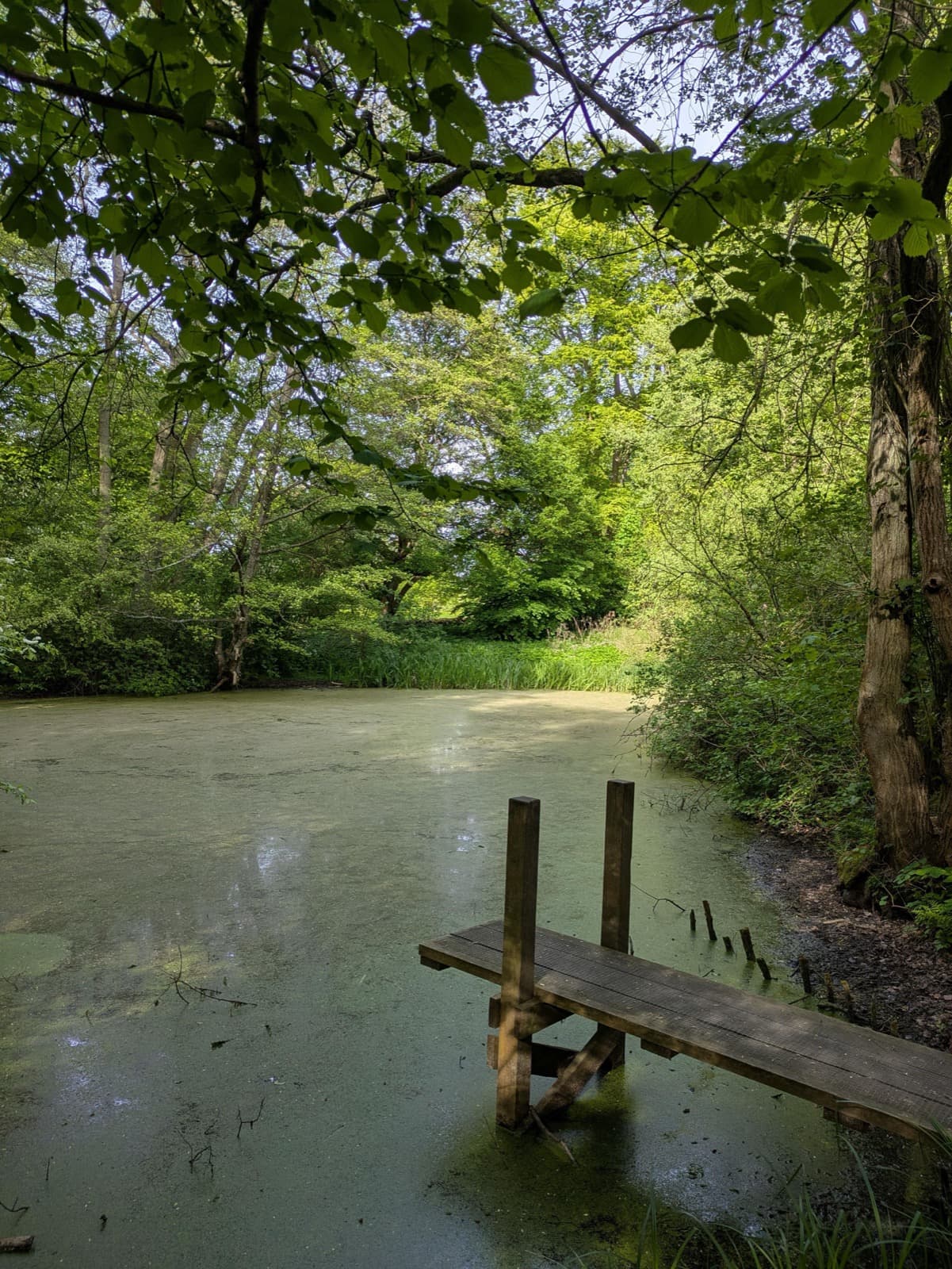 Moosbedeckter Waldteich mit Steg im Schatten hoher Laubbäume