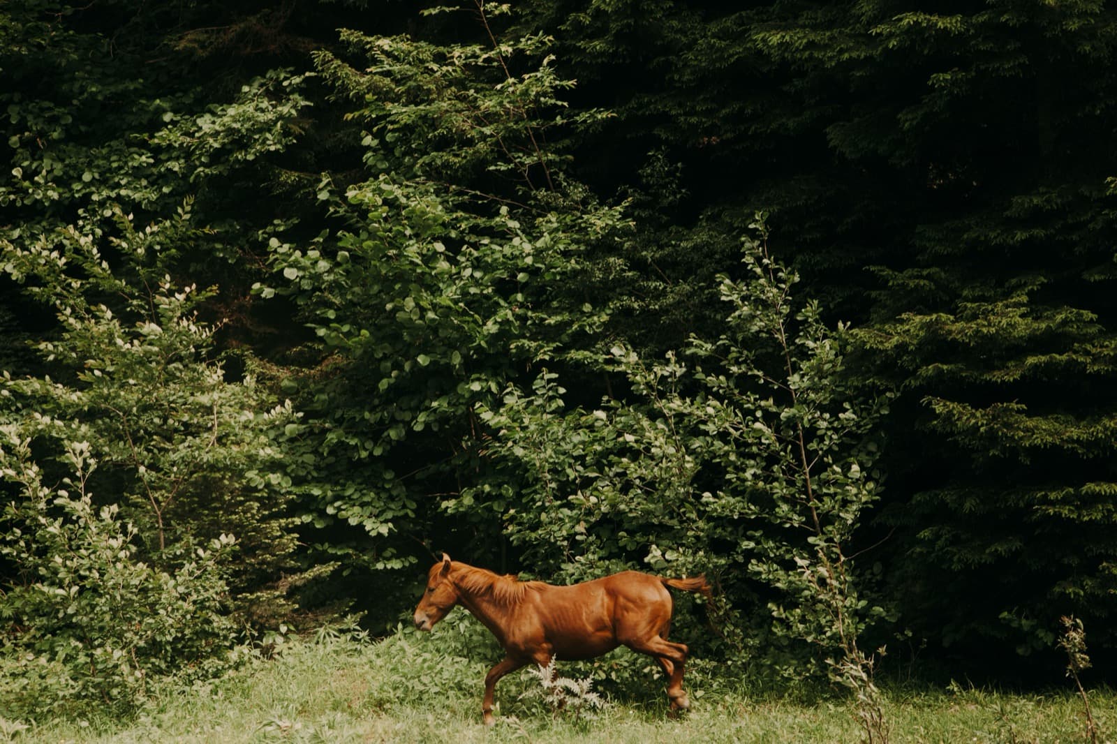 Pferd grast an einer dichten Hecke am Rand einer Weide