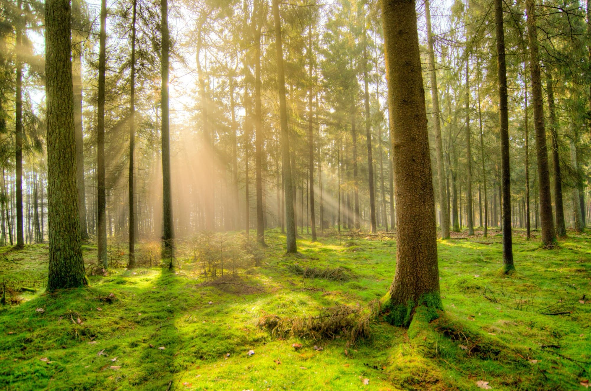 Wald: Urwald vs. Forst