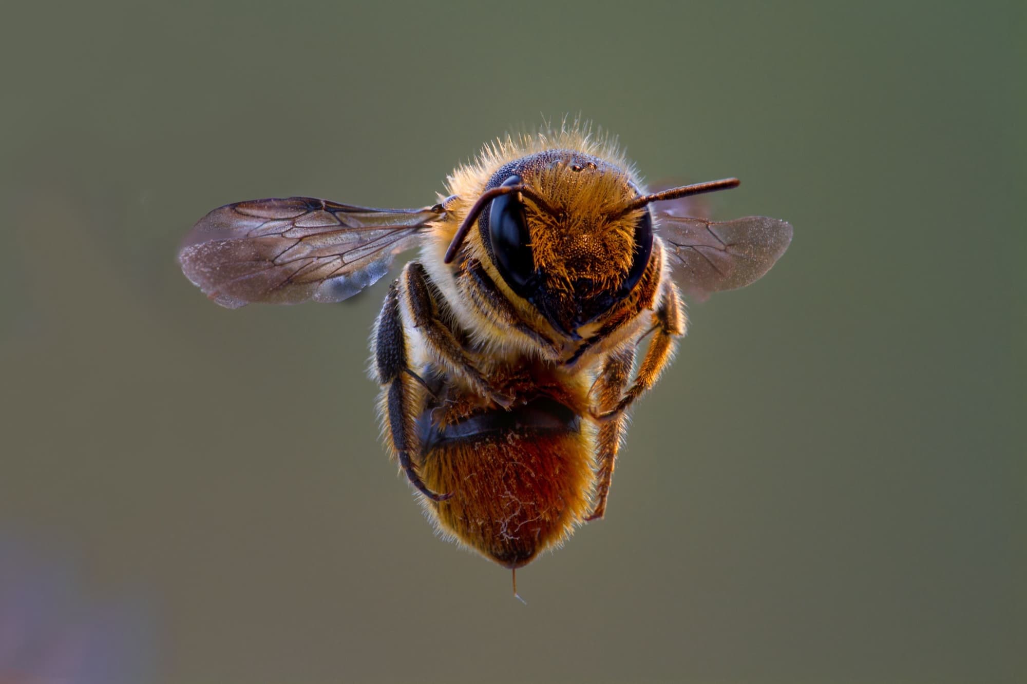 Wildbienen