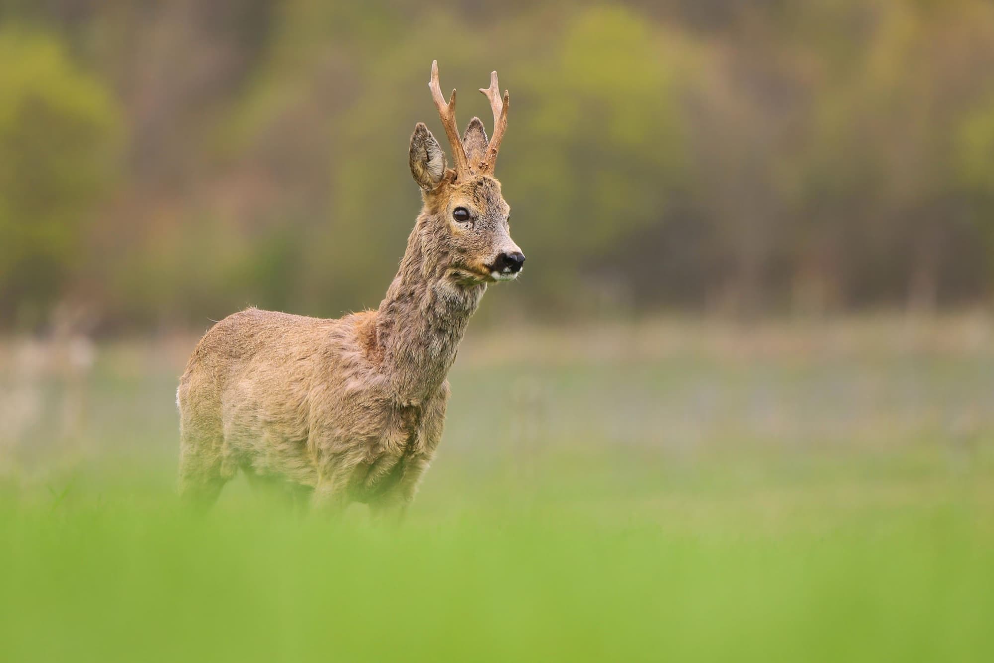 Wildtiere im urbanen Raum