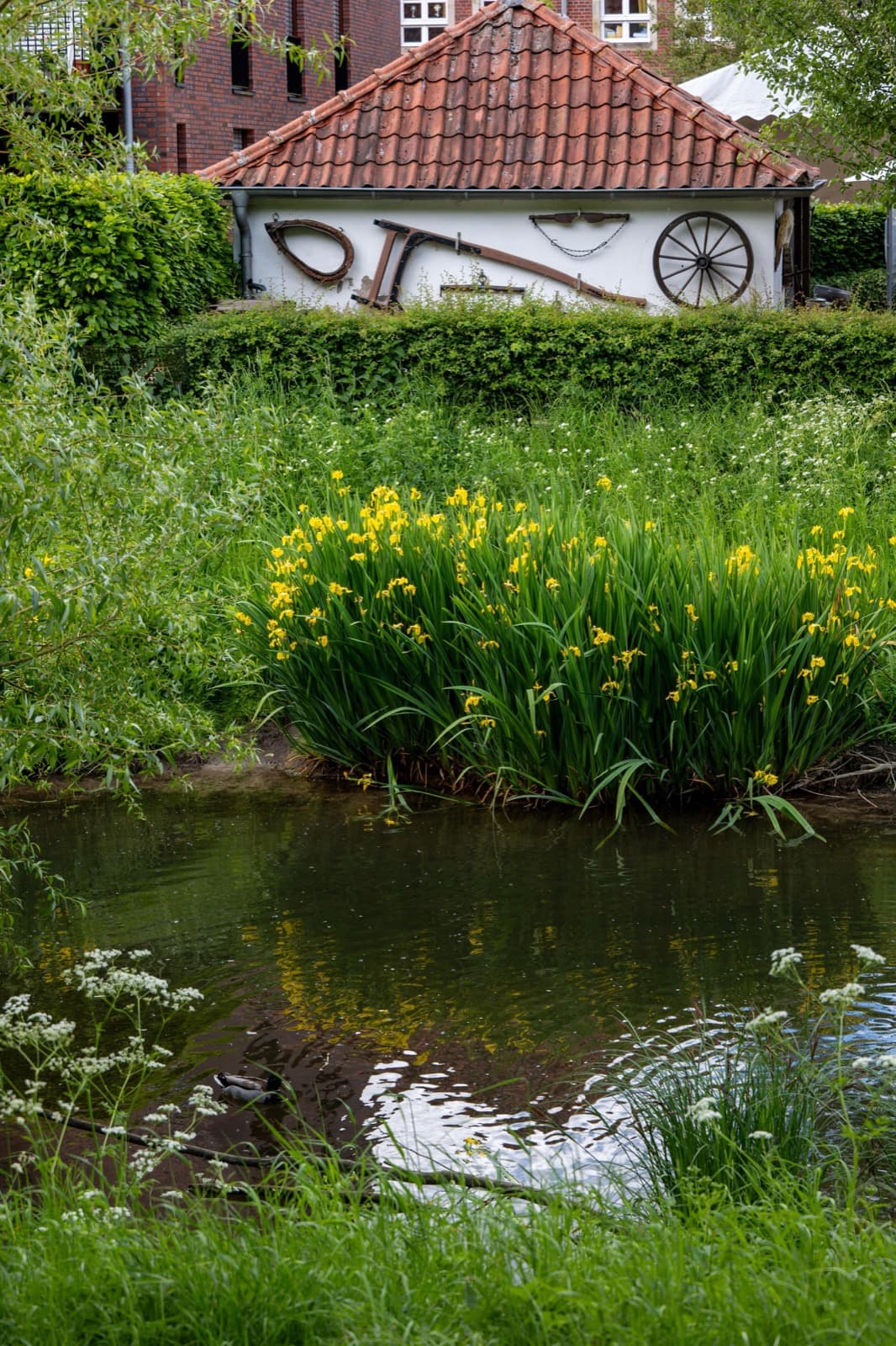 Gartenteich mit blühenden gelben Schwertlilien und einer Ente