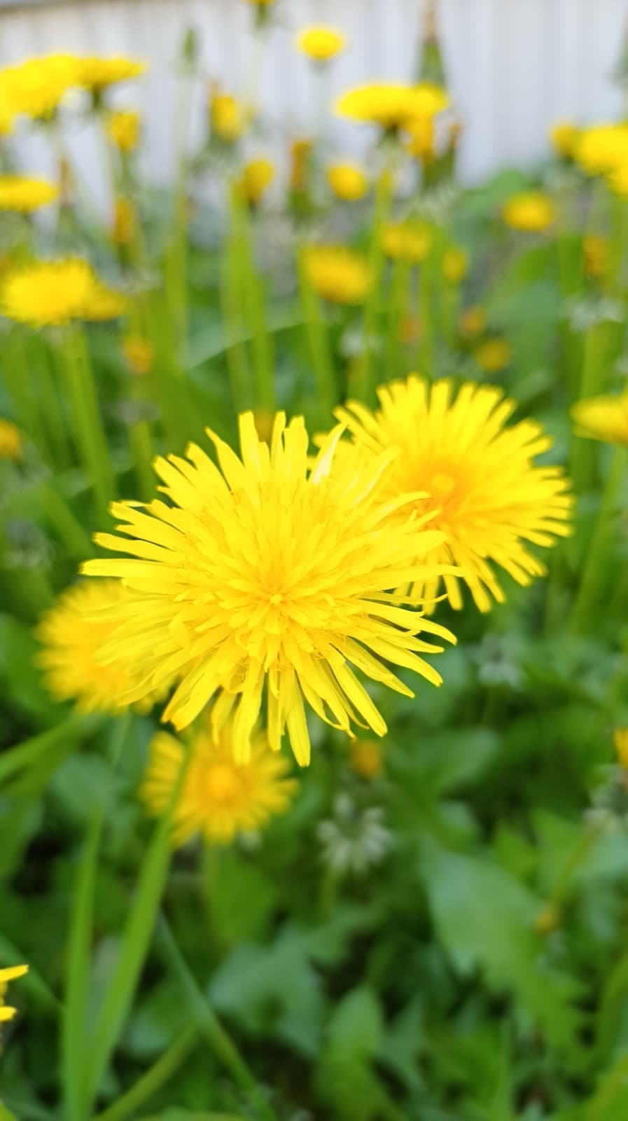 Blühender Löwenzahn mit leuchtend gelben Blüten in einer Wiese