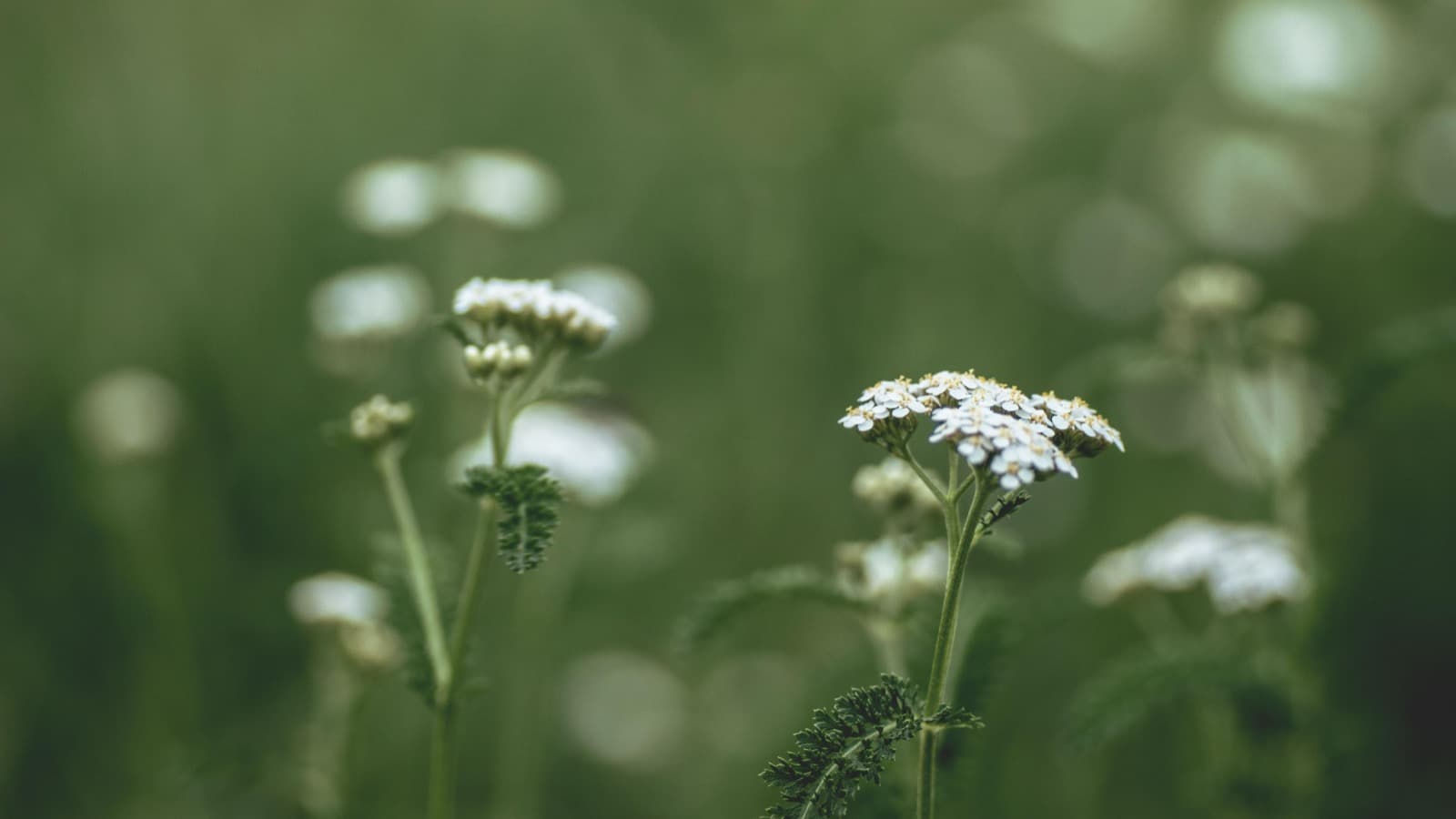 Blühende Schafgarbe mit weißen Blütendolden und fein gefiederten Blättern