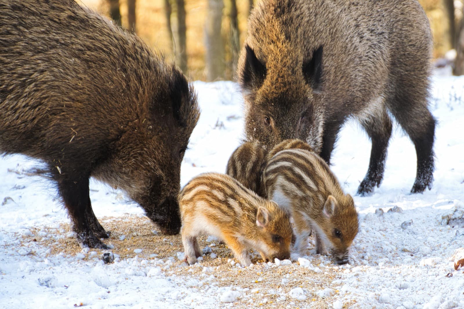 Wildschweinfamilie mit Frischlingen im Schnee — eine der bekanntesten Wildtierarten in deutschen Großstädten
