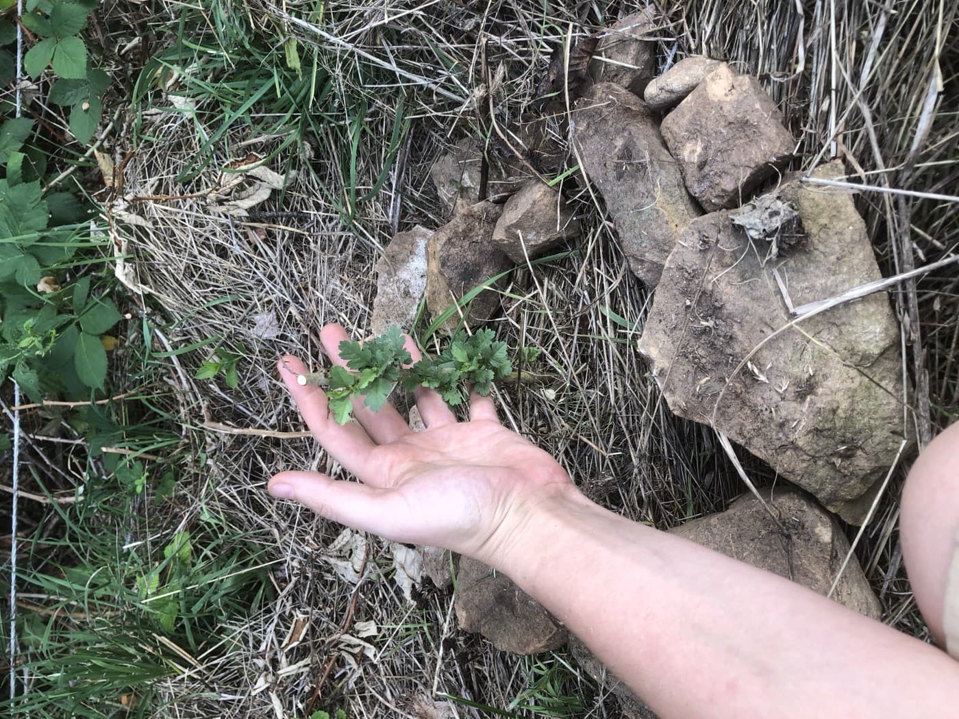Wildpflanze zwischen einer Trockenmauer als Teil des Bodenaufbaus in Zizishausen