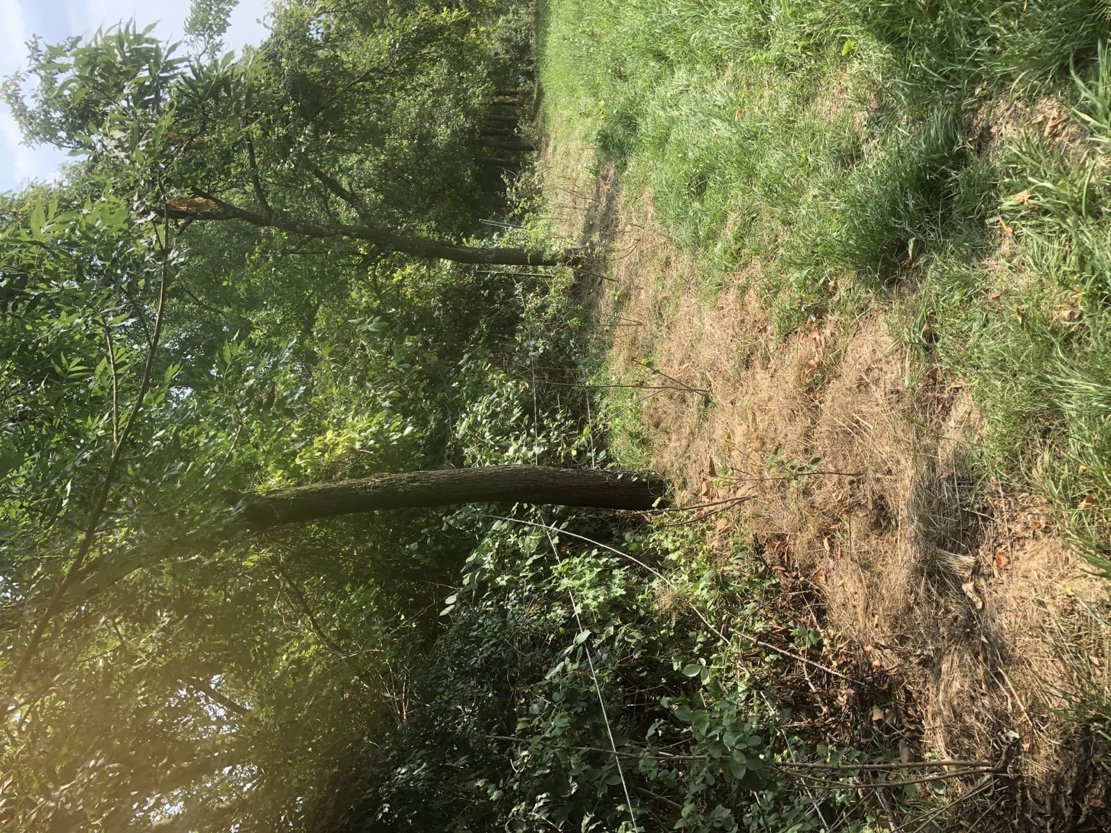 Mulchen mit Holzhackschnitzeln zur Wasserspeicherung zwischen den Altbäumen
