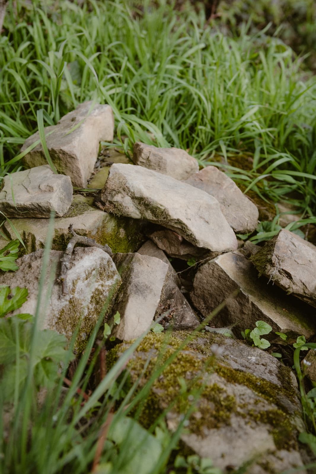 Angelegter Steinhaufen als Lebensraum für Reptilien und Kleintiere in Zizishausen